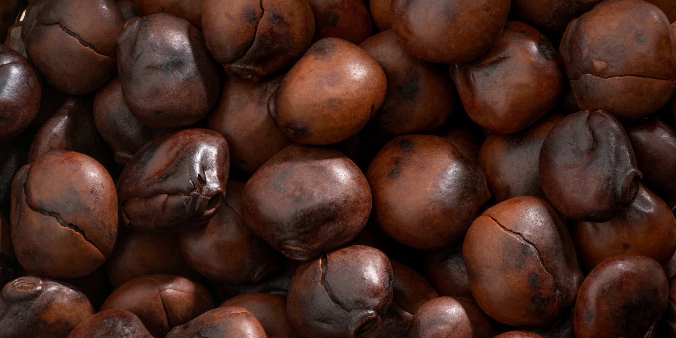 Coffee alternatives lupin, acorn and chicory are good for the